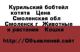 Курильский бобтейл котята › Цена ­ 500 - Смоленская обл., Смоленск г. Животные и растения » Кошки   